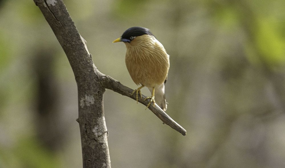Photograph by PRATYUSH HALDER