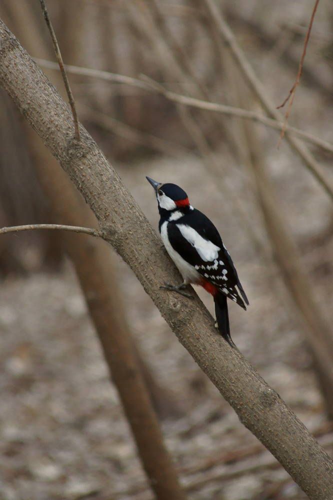 Photograph by Михаил Мостовой