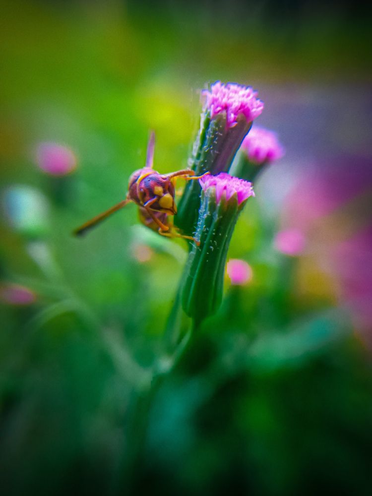 Photograph by Sona S A