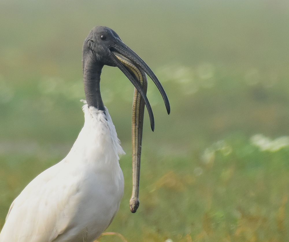 Photograph by Amrit Raj Sarkar