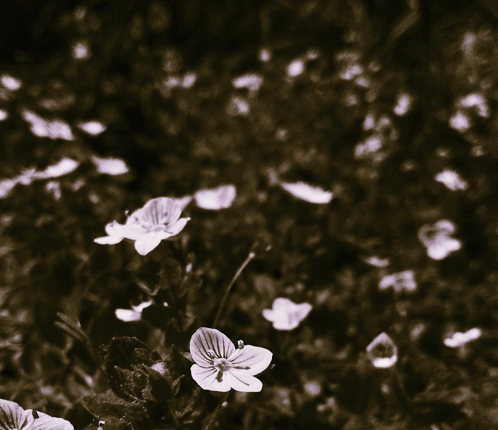 Photograph by Мария Голубева