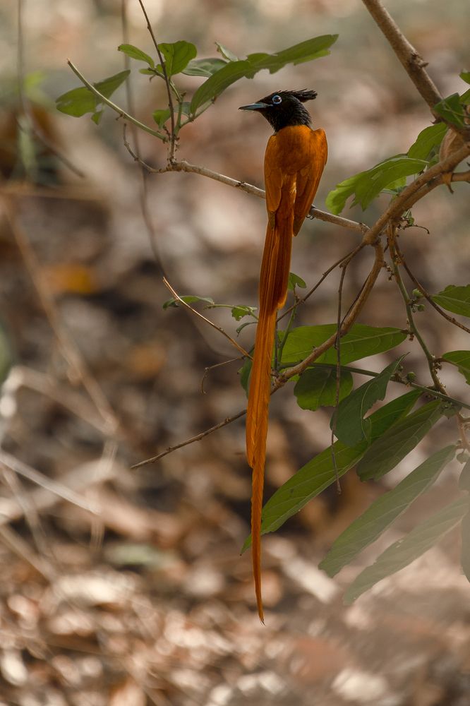 Photograph by Neeraj Gade