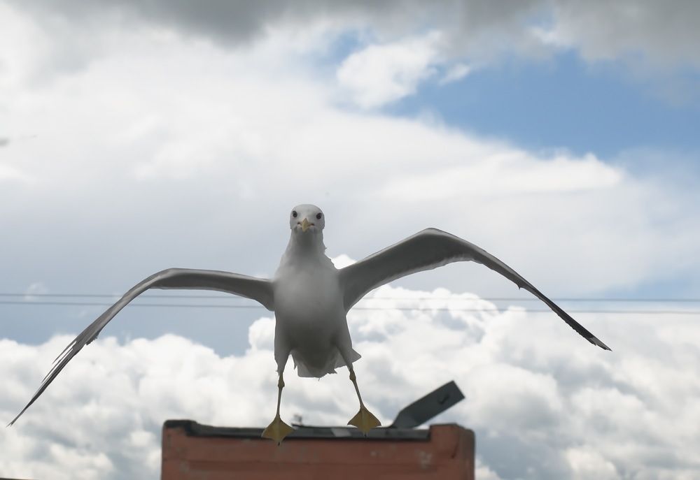 Photograph by vladimir