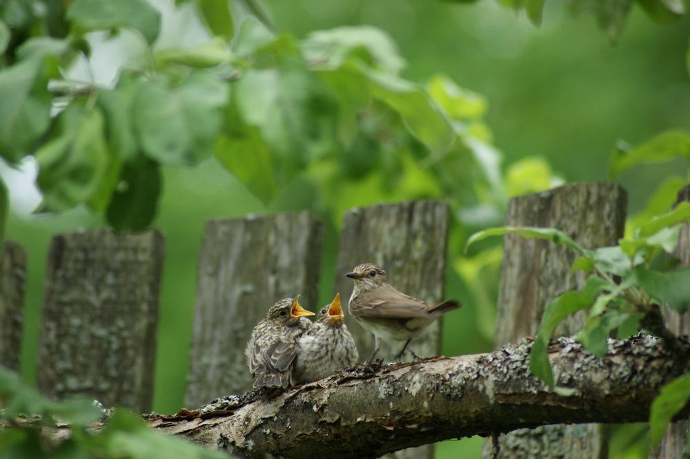 Photograph by Людмила Щепилова