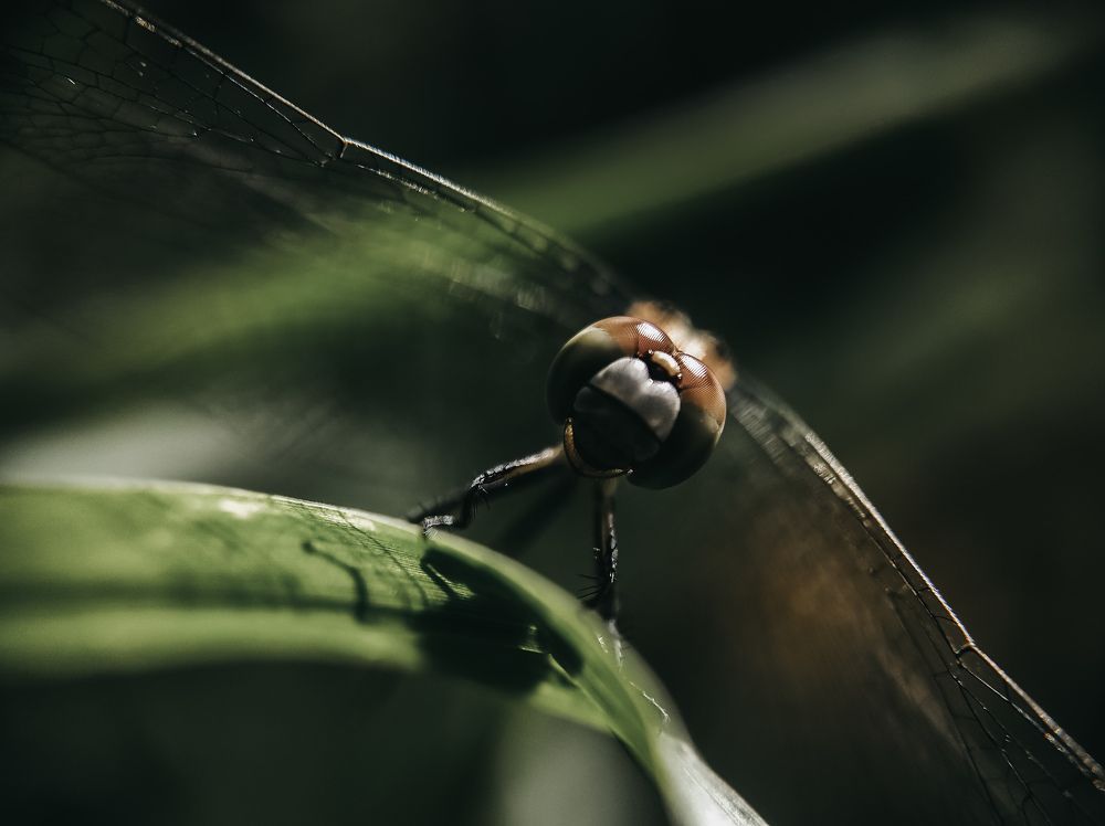 Photograph by PRABAGARAN V