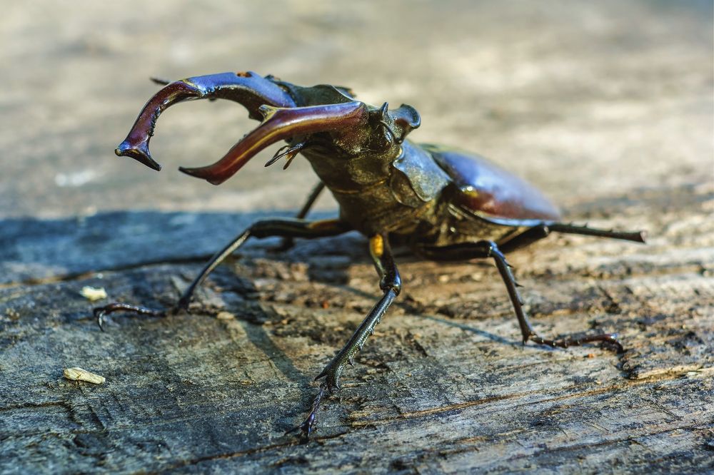 Жук-олень, портрет в пол оборота..