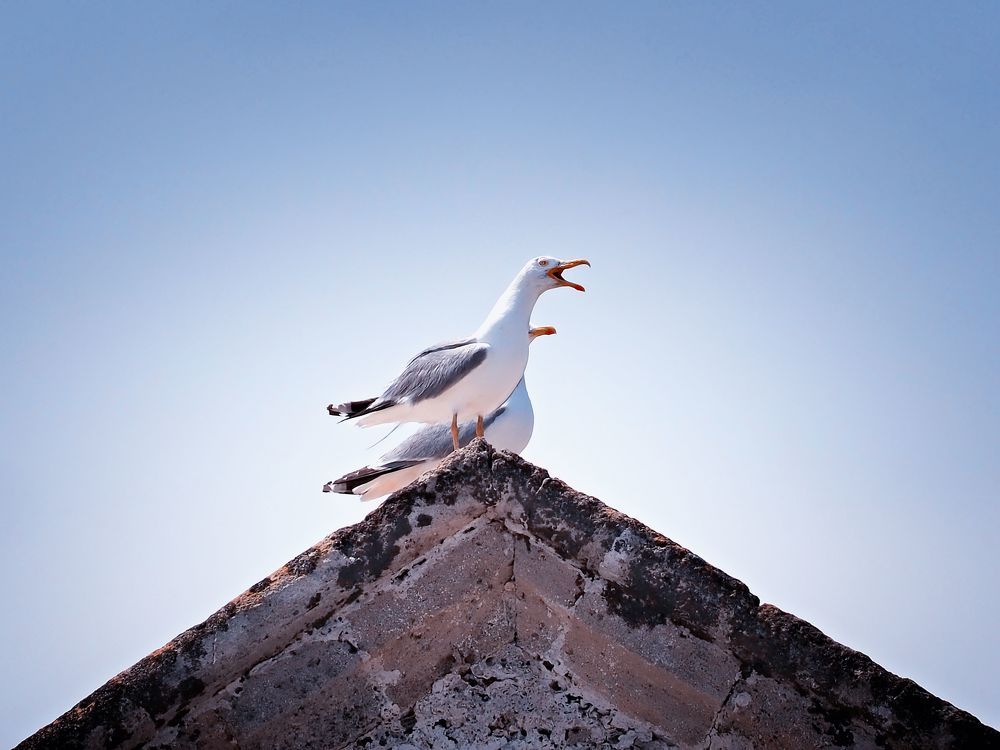 Photograph by Adrian Eperjessy