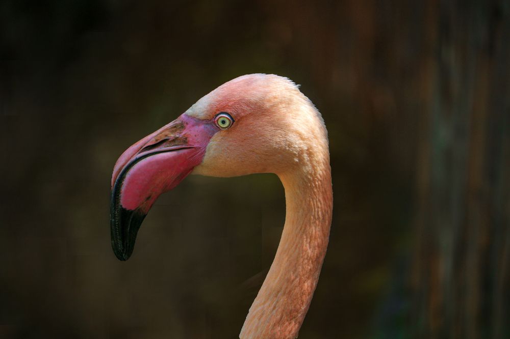 Photograph by Andrea Tijanic