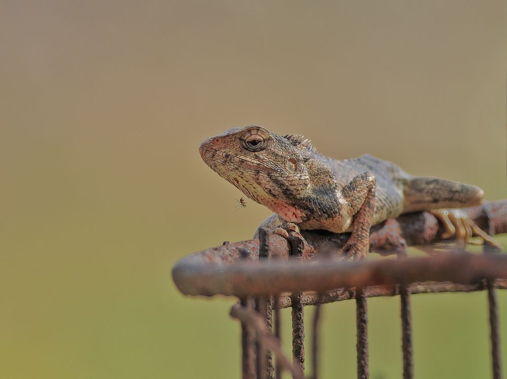 Garden Lizard