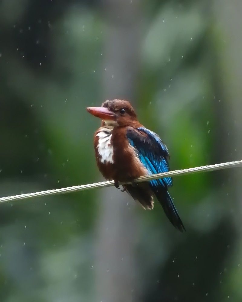 Photograph by Wilvia Dsouza