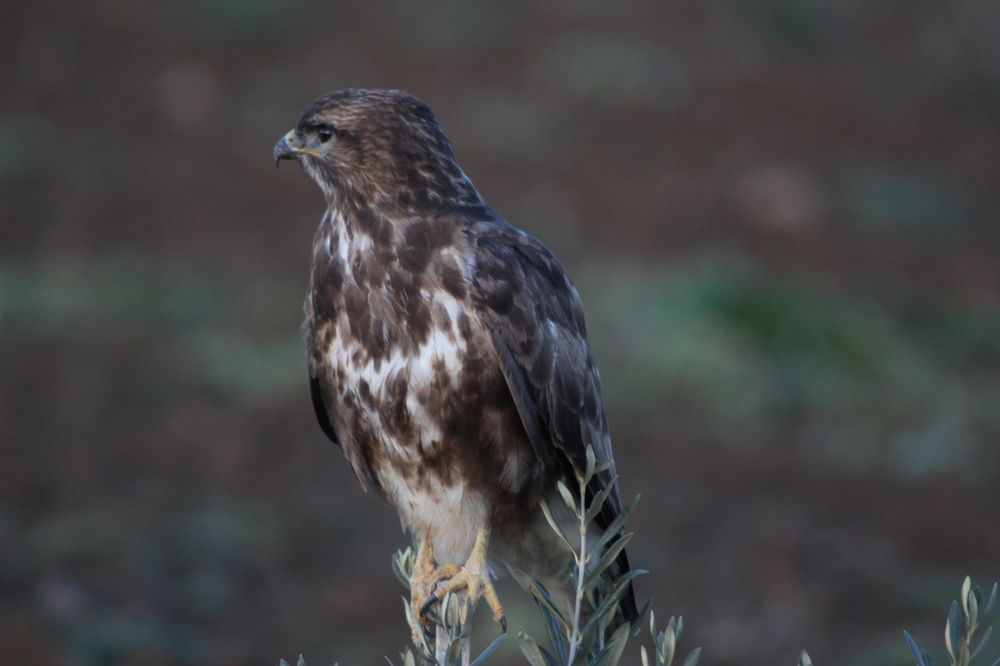 Photograph by Panagiotis Batatolis