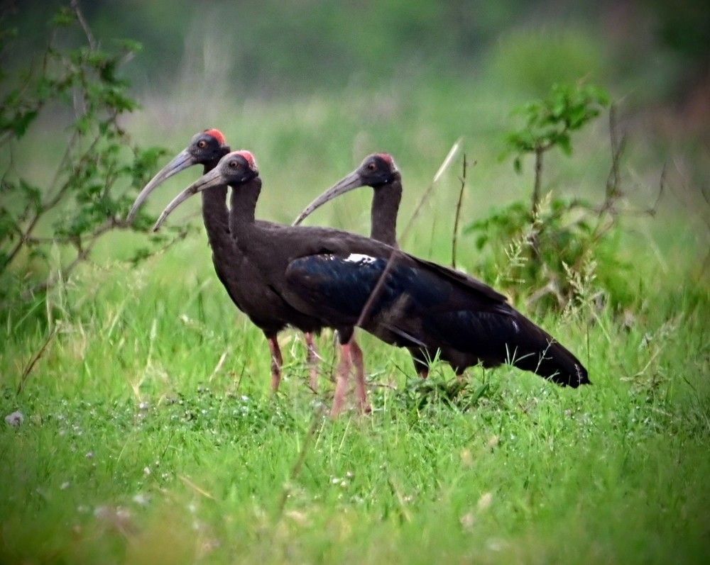 Photograph by Nirup Datta