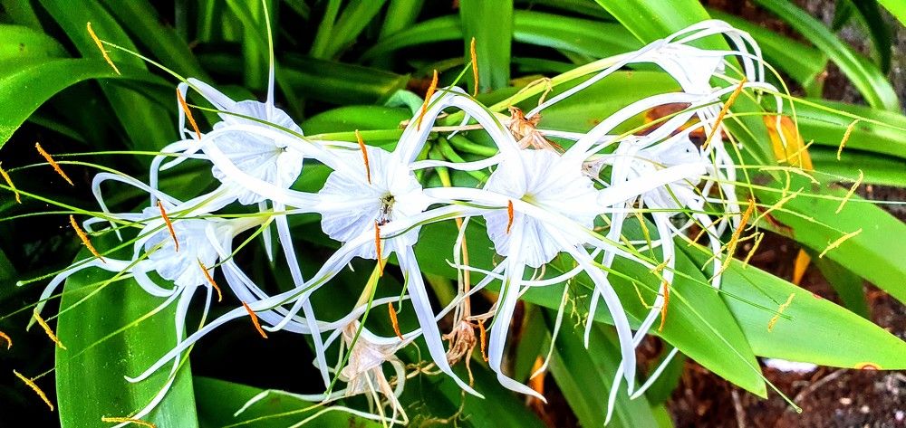 Spiders Lily