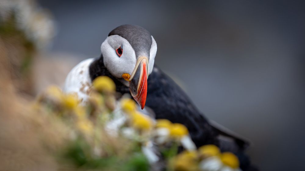 Photograph by Roman Bevzenko