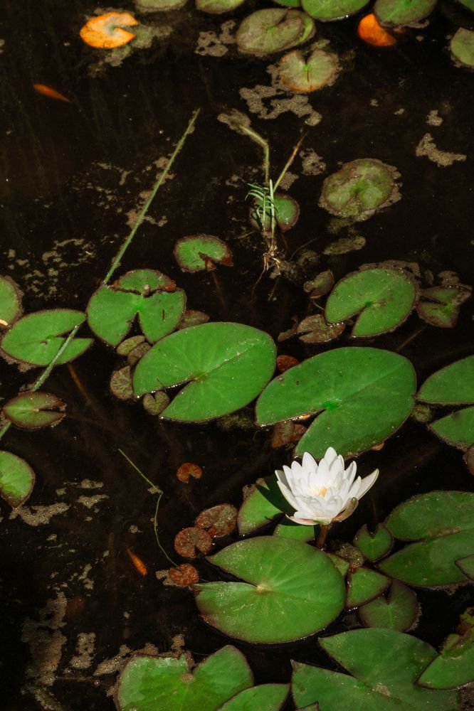 Photograph by Кристина Родина