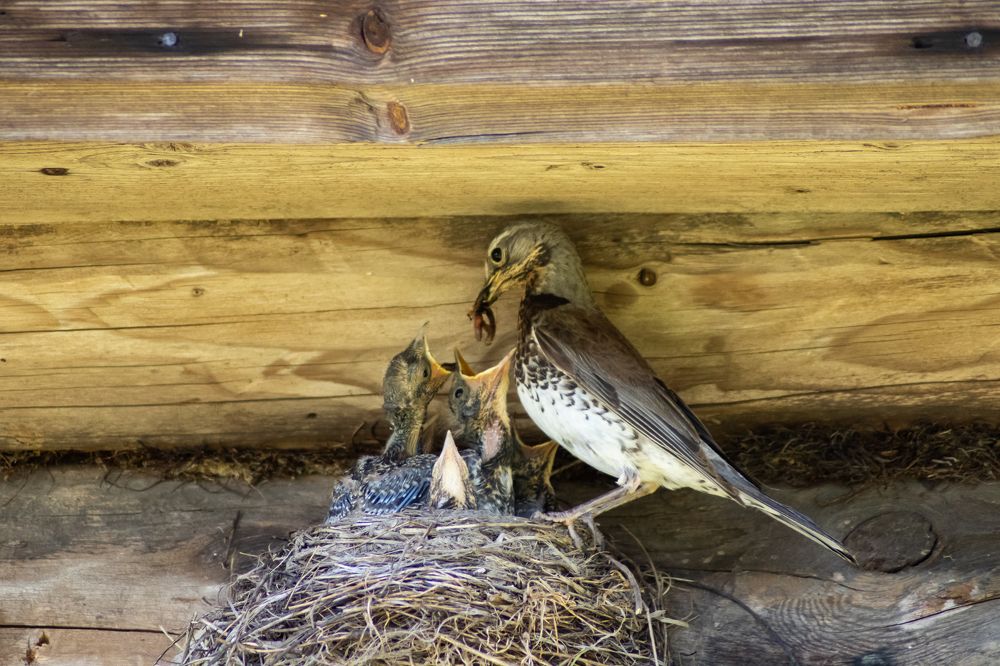 Photograph by Елена Коровкина