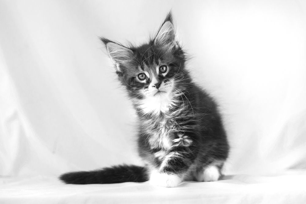 Photograph by Ирина Мамонова