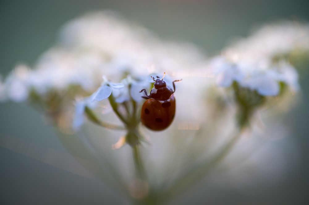 Photograph by Linda Persson