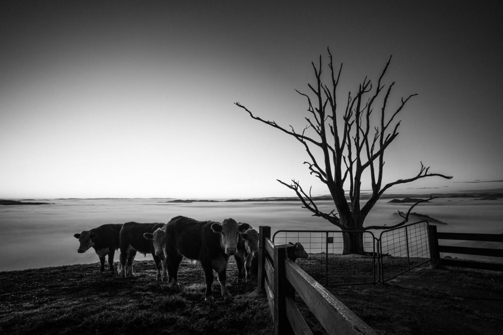 Photograph by Bryan Vu