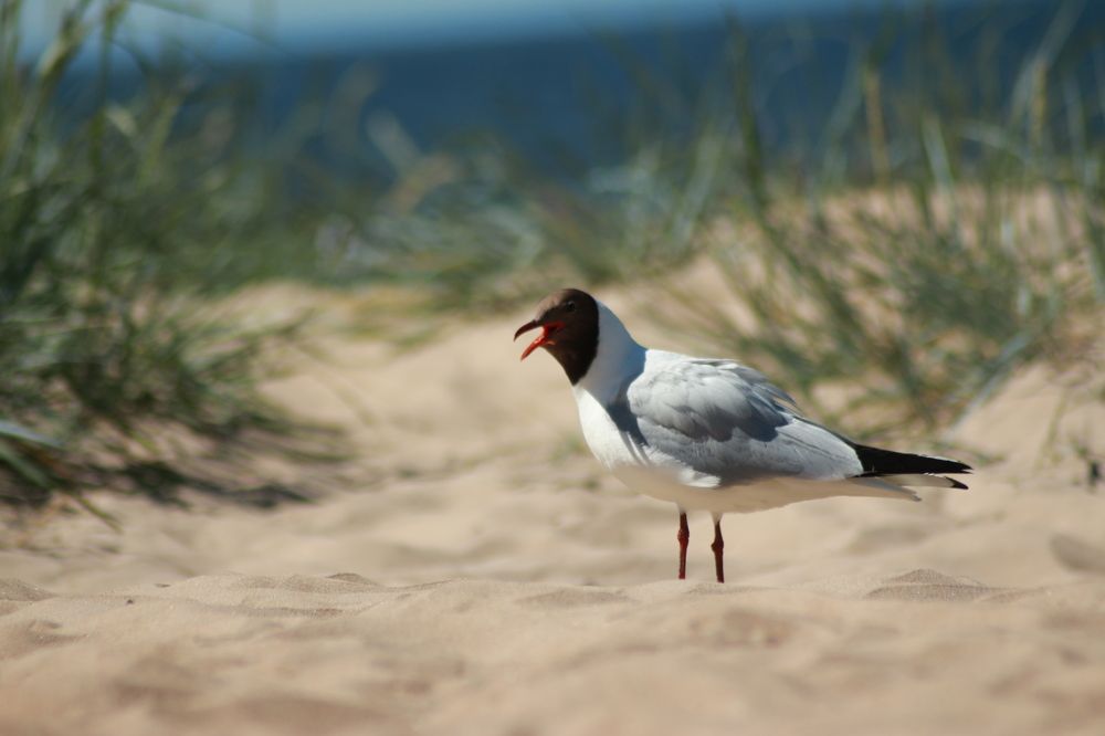 Фотография автора Егоров Максим