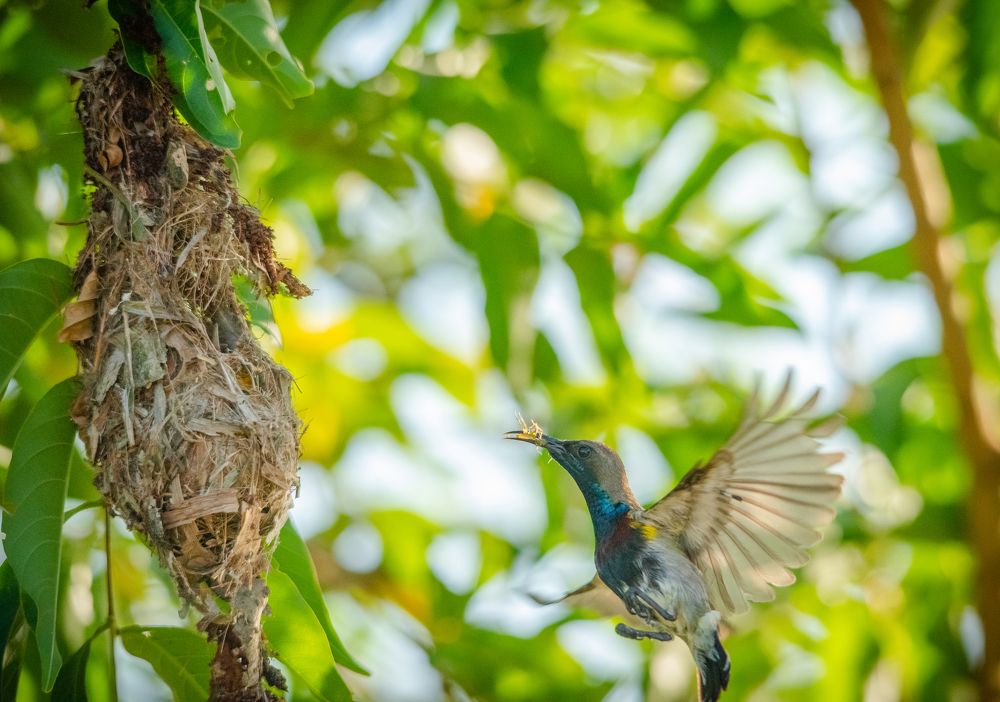 Bữa sáng cho Hút mật non