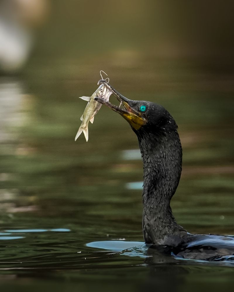 Photograph by Sandeep G S