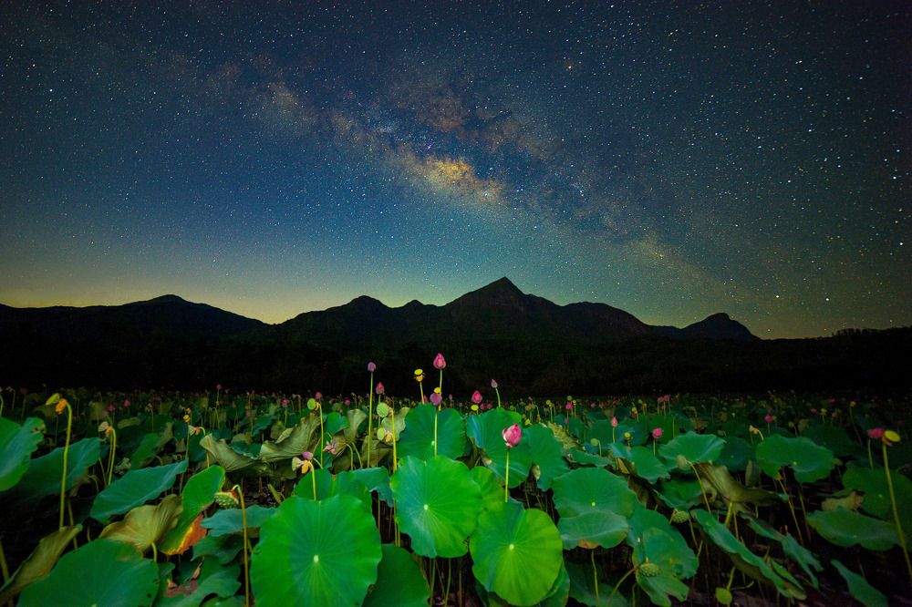 Cánh đồng Sen dưới bầu trời đầy sao