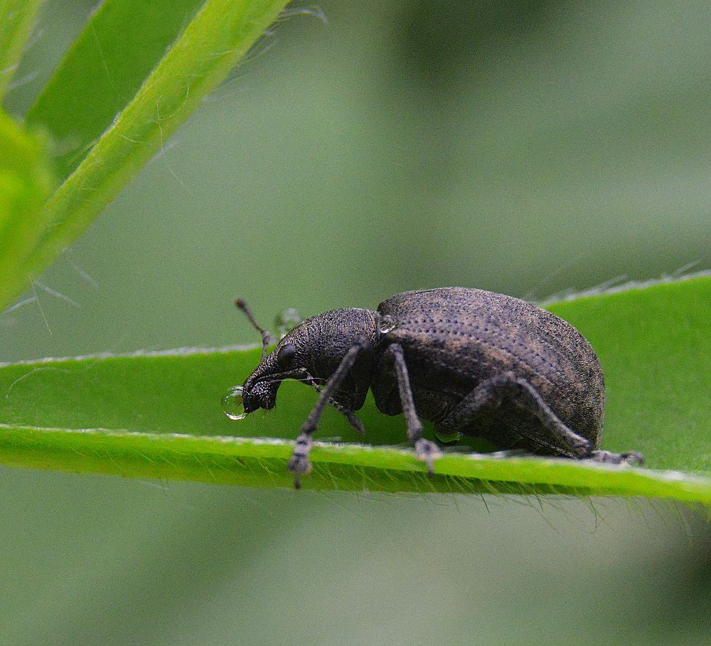 Был ночью дождь.