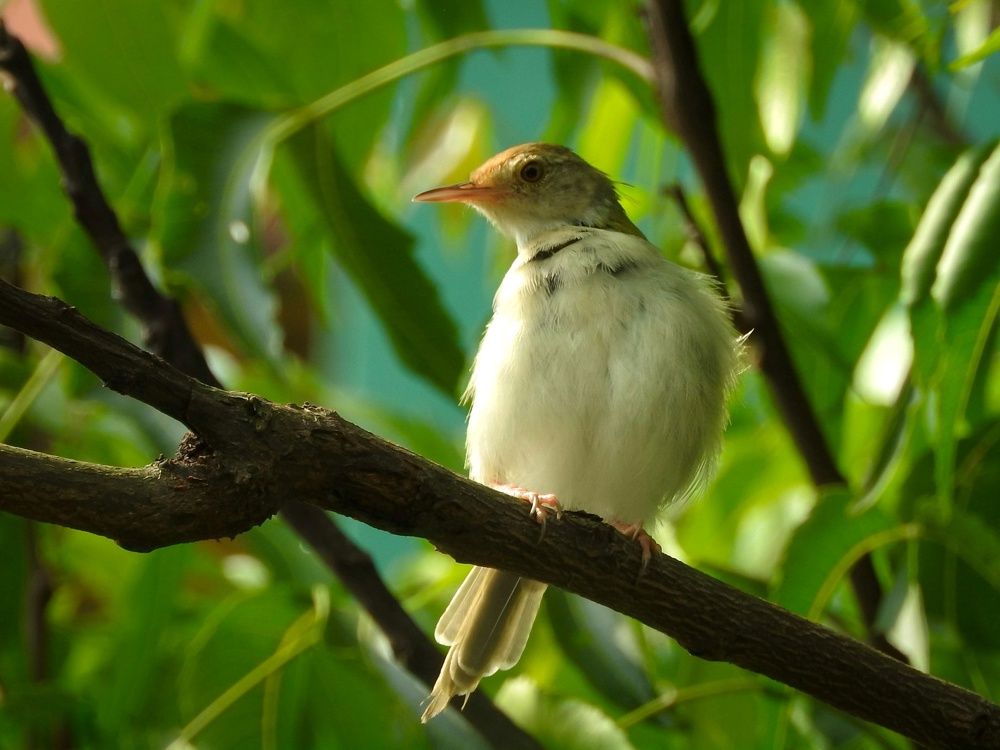Photograph by ARUNIMA GAYEN