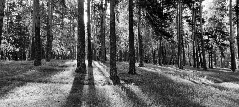 Photograph by Василий Арлашов