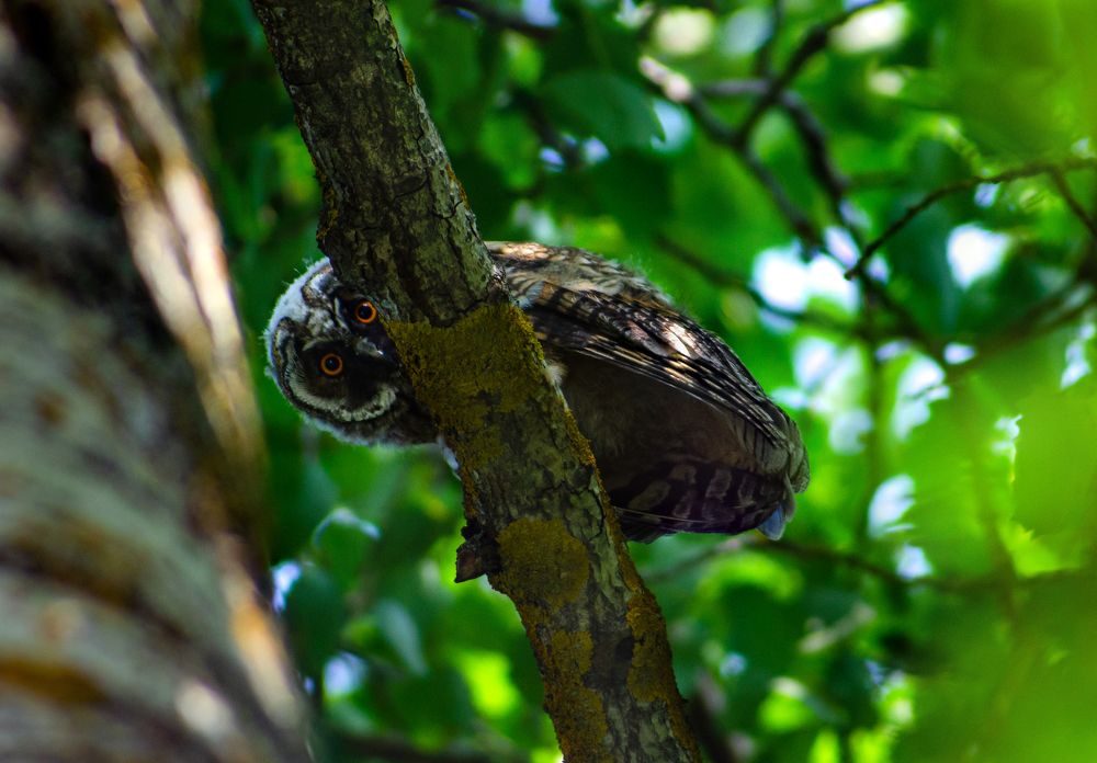 Фотография автора Роман Луночкин