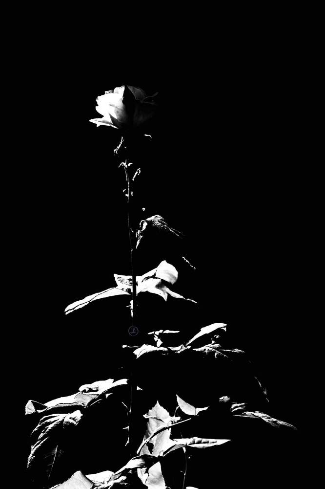 Photograph by Liviu Reti