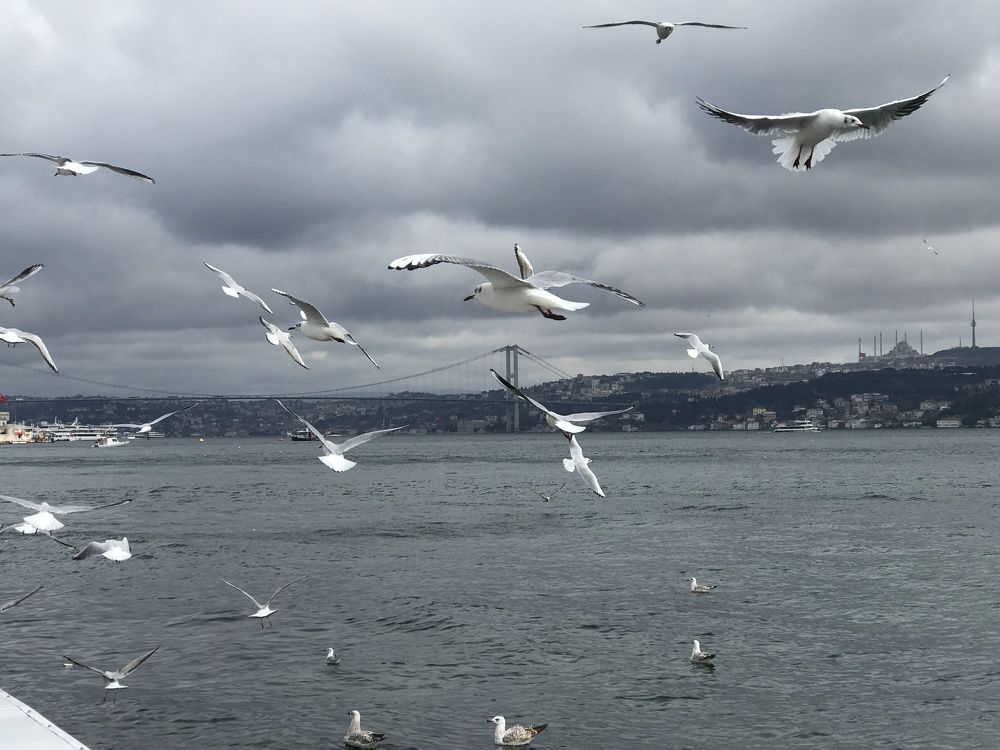 Birds over Bosphorus