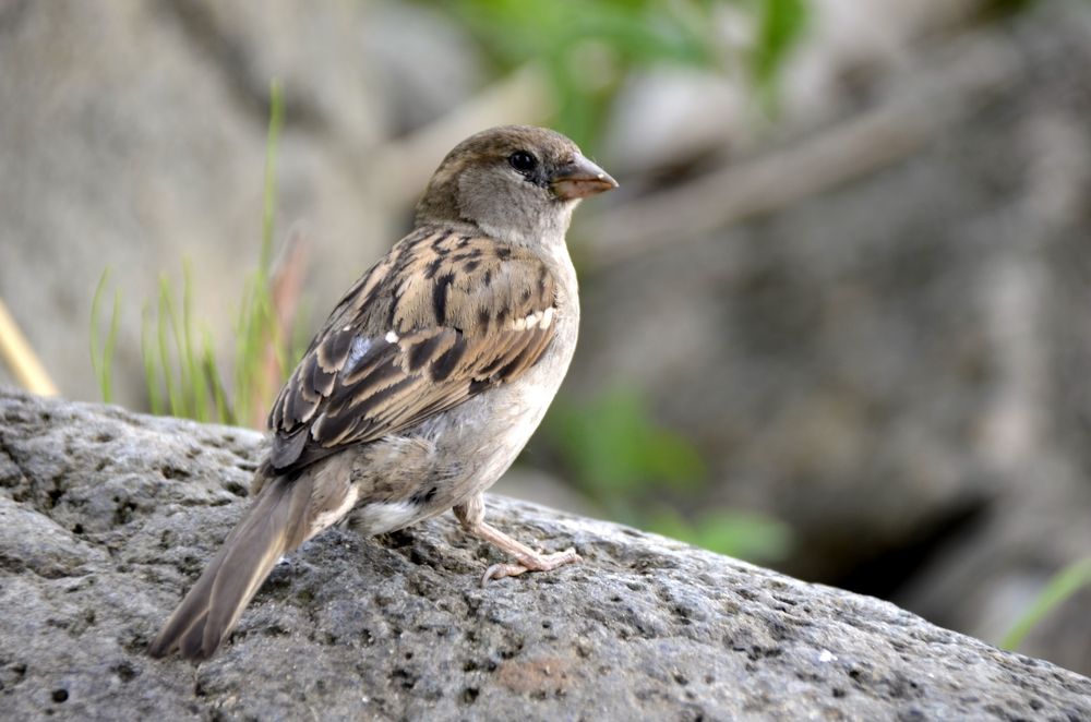Photograph by Николай Соколовский