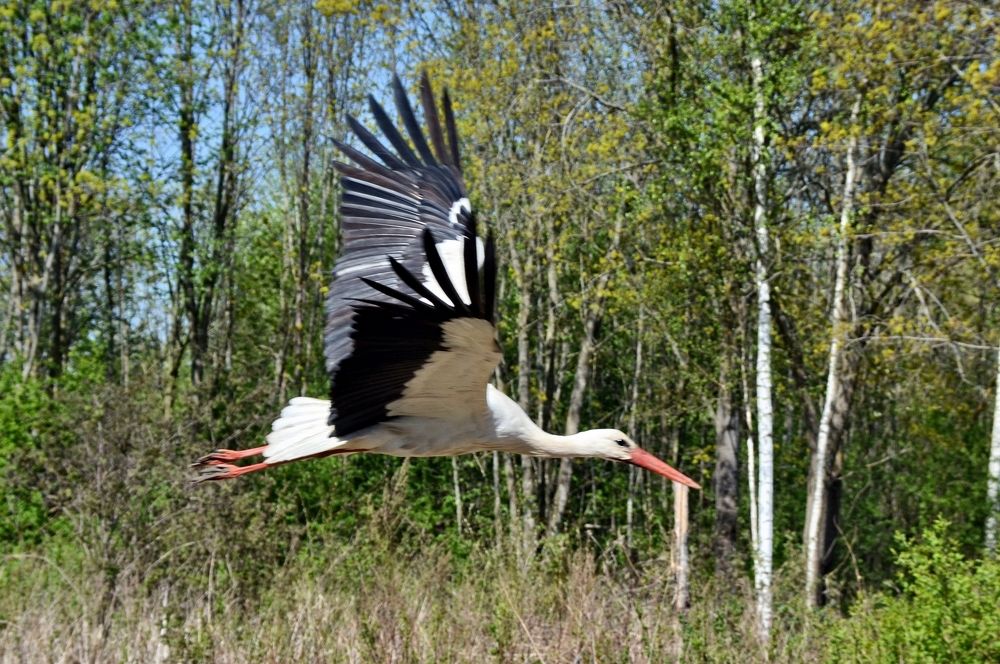 Photograph by Николай Соколовский