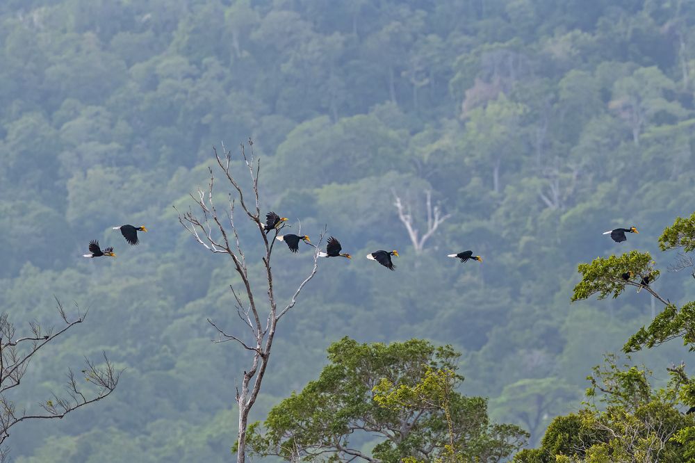Hornbill Party