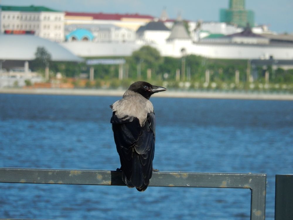 Фотография автора Клавдия Васильева