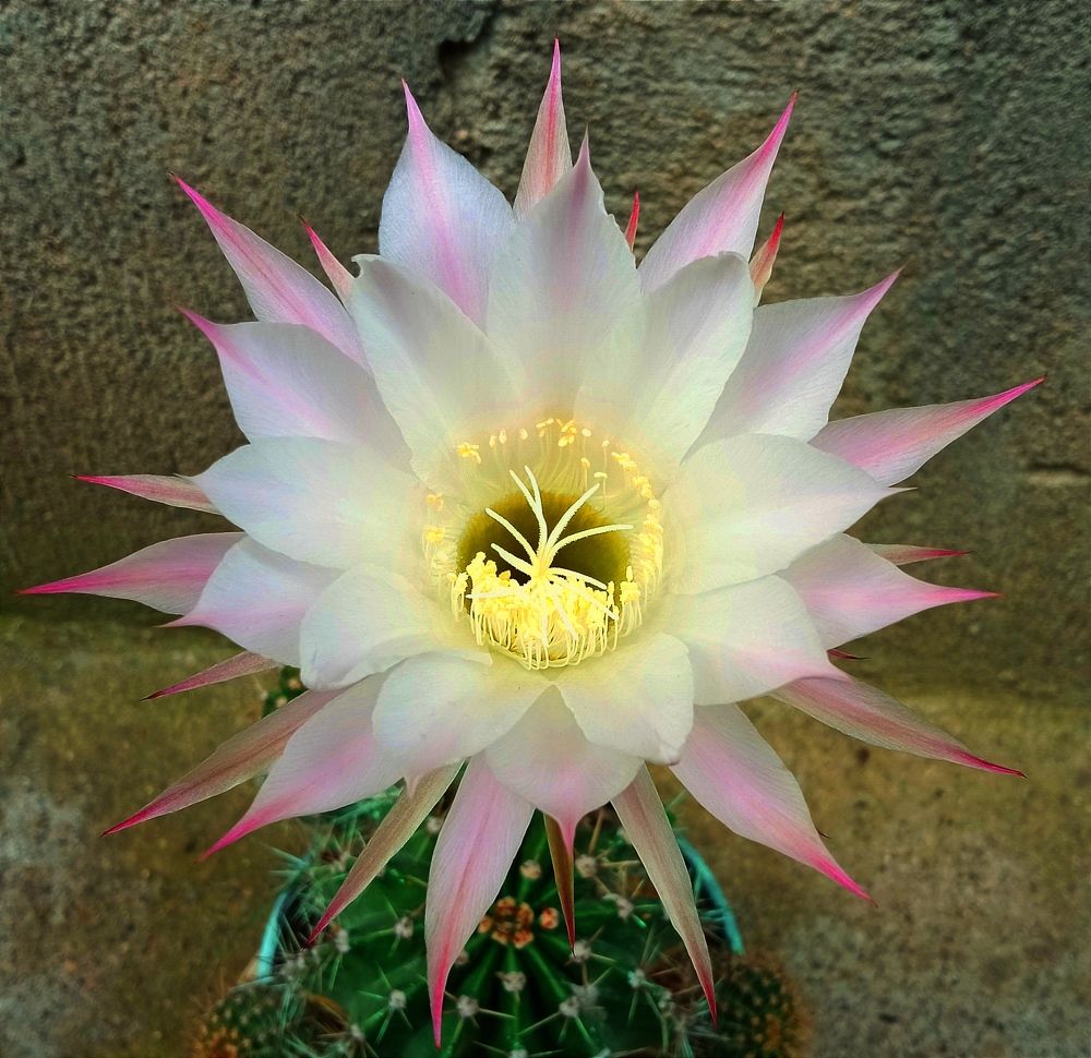 Cactus flower