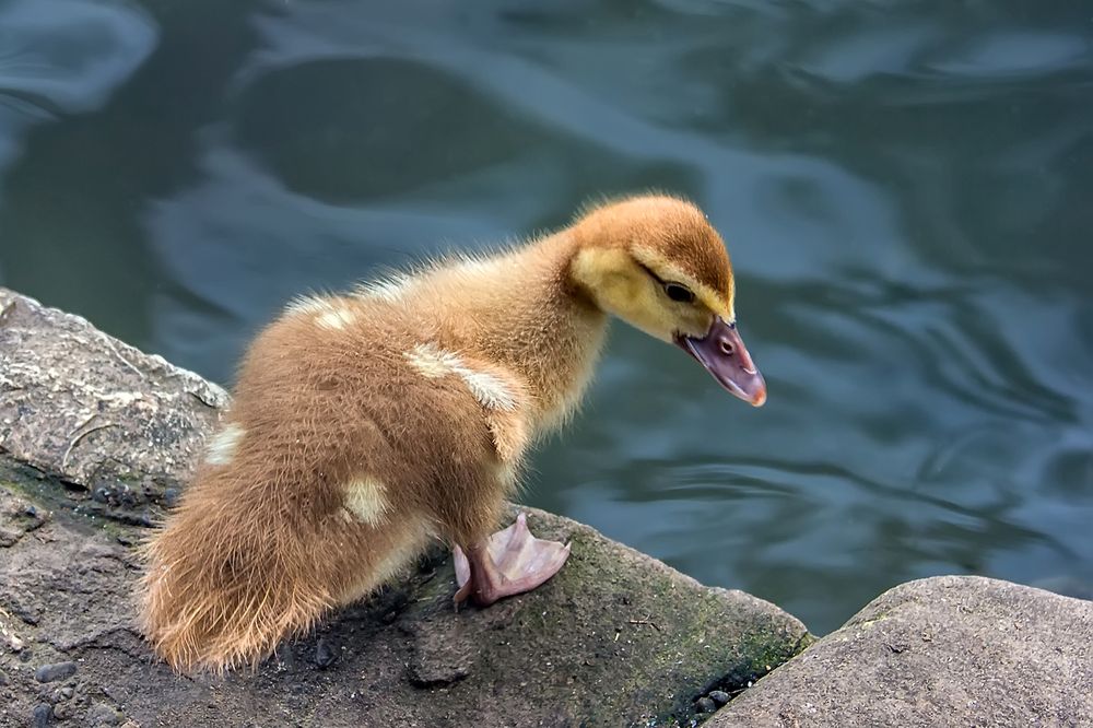 Photograph by Клясюк Галина