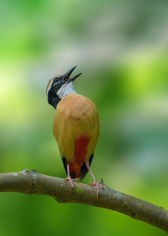 Photograph by Suman Poulick