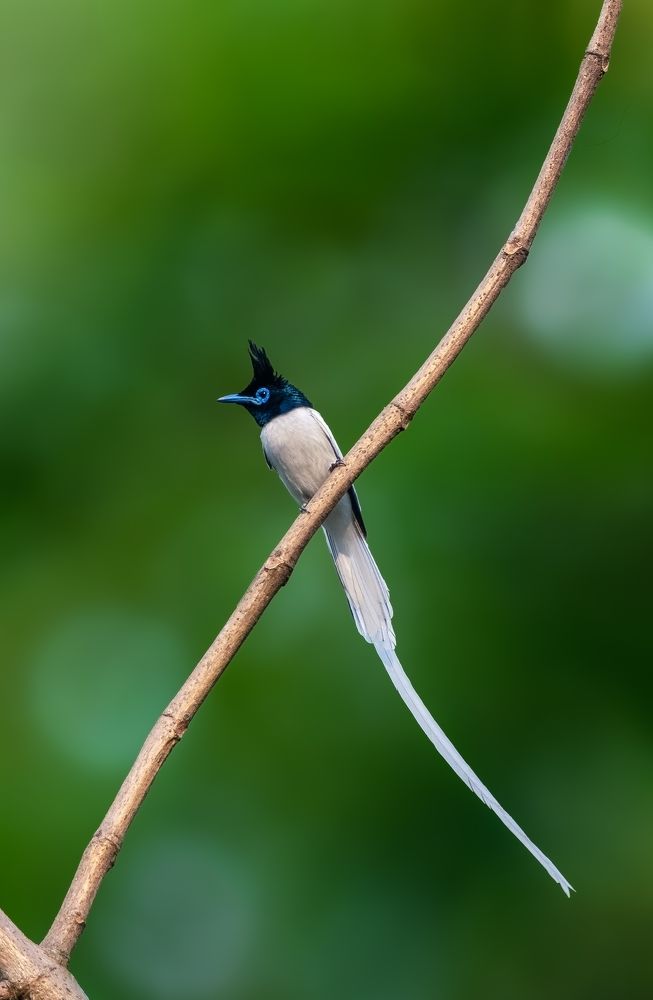 Photograph by Suman Poulick