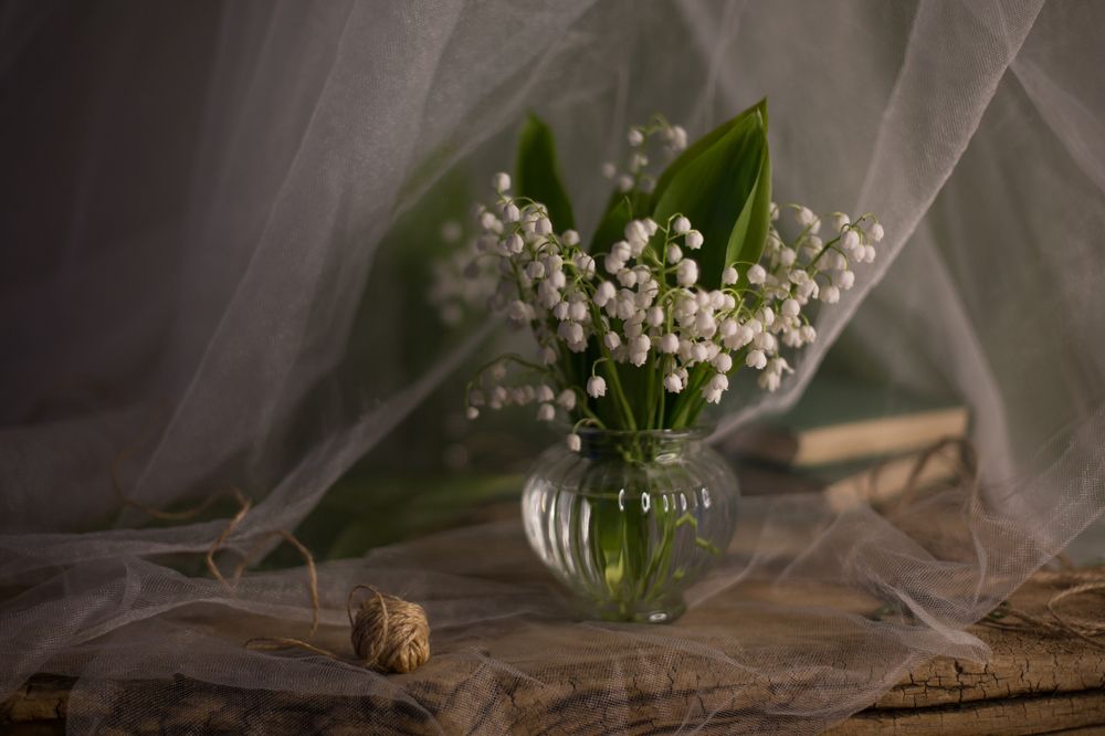 Photograph by Natalia Shilova