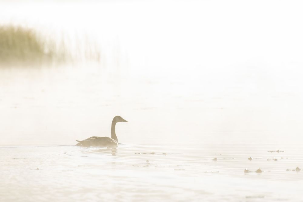 Photograph by Linda Persson