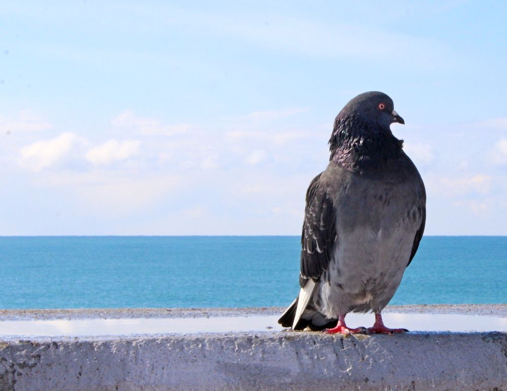 Photograph by Николай Немчанинов