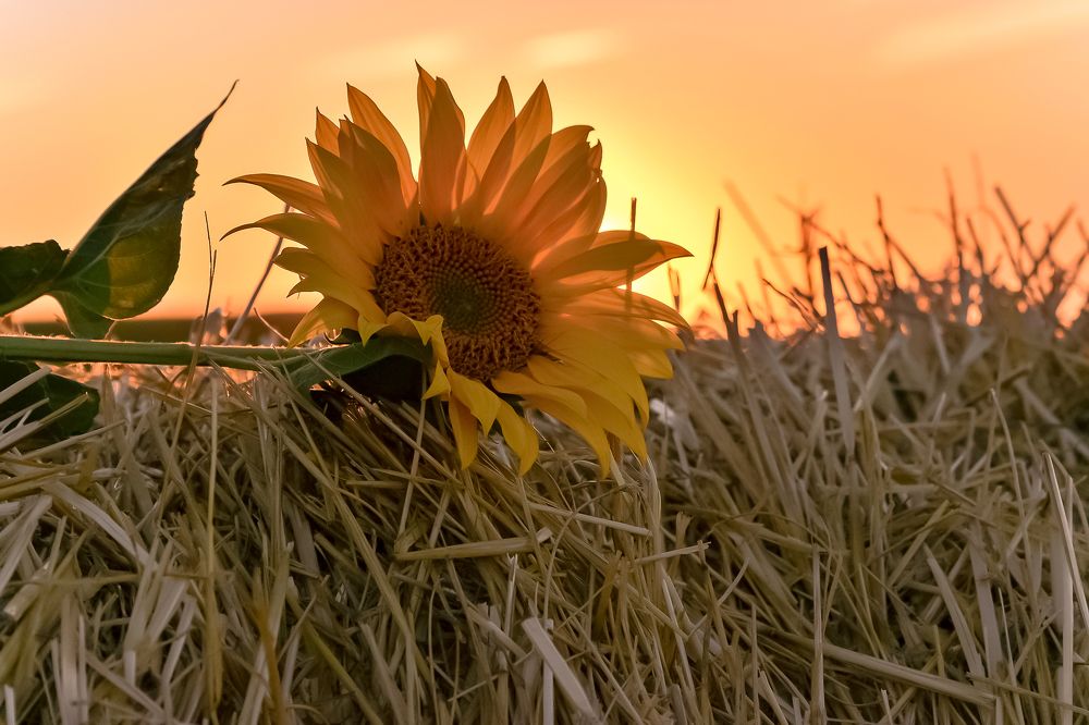 Photograph by Наталья Вялых