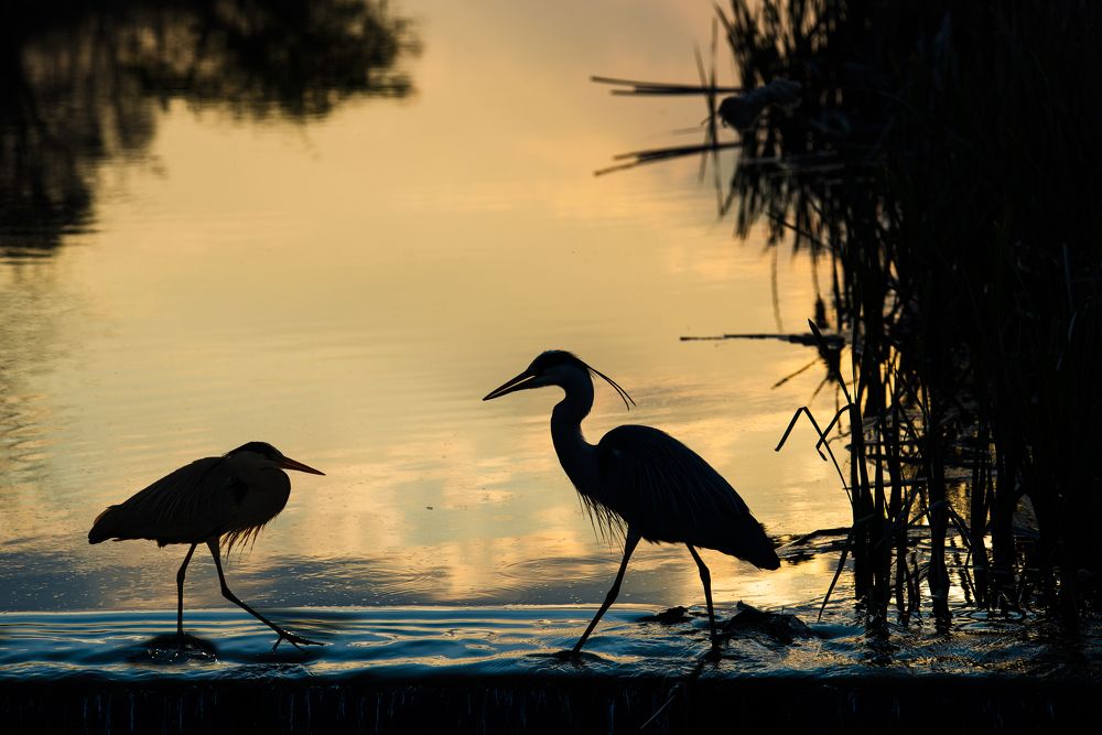 Photograph by Miklós Gál