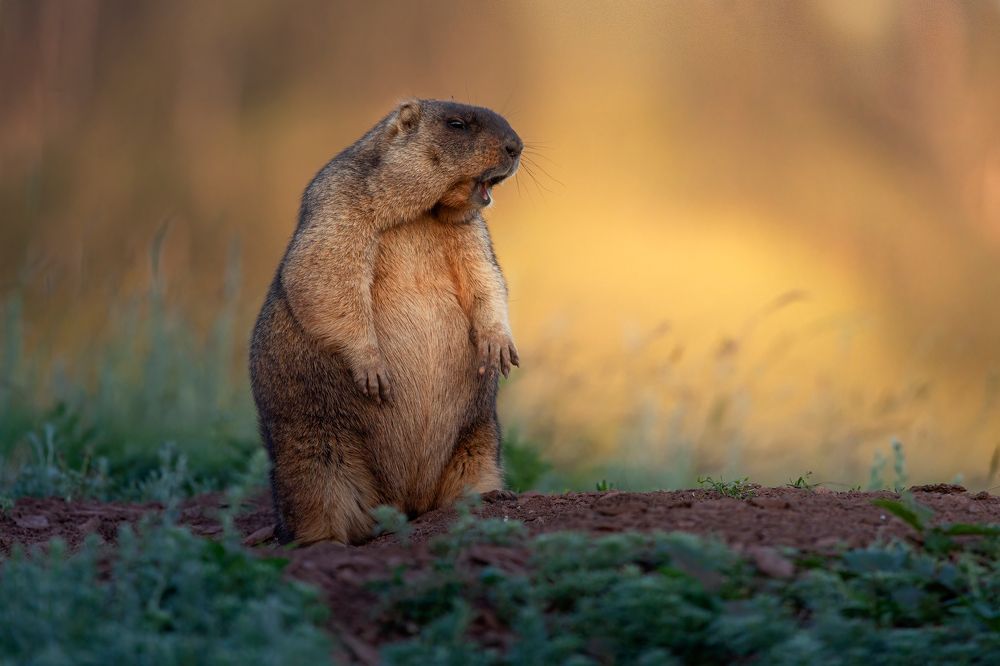 Photograph by Марат Кучкаев