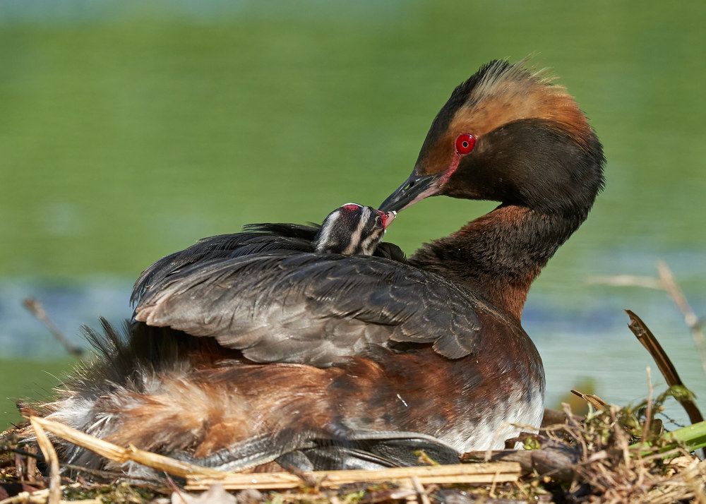 Красношейная поганка с птенцом