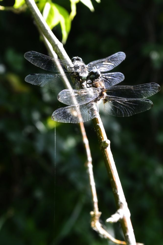 Photograph by Карина Слабкая