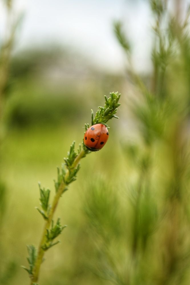 Photograph by Карина Слабкая